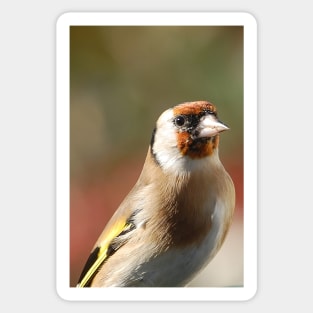 Goldfinch model Sticker